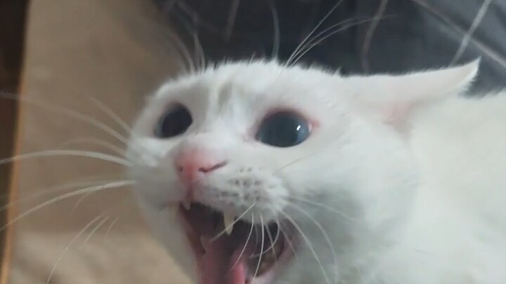 When you’re weak, even getting angry looks adorable.