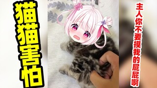 Bahkan kucing pun akan takut jika pantatnya disentuh! ! !