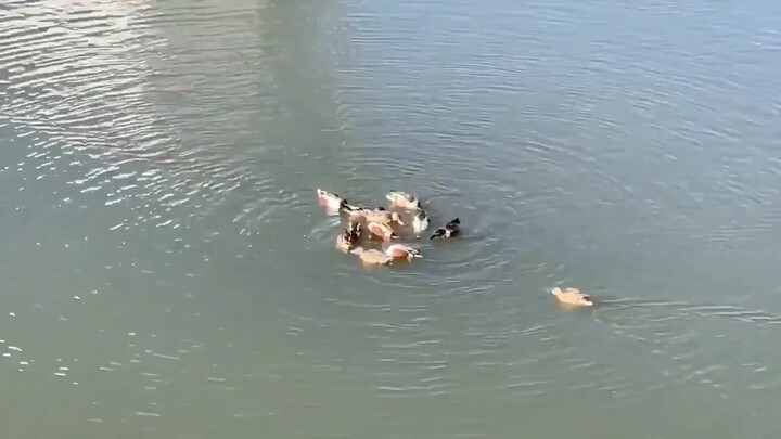 The ducks found a whirlpool and started playing happily.