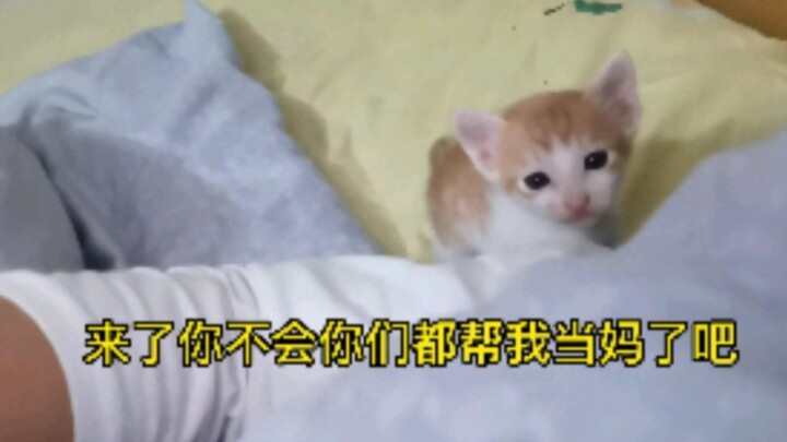 I hope the kitten doesn’t think I’m its mom—such a good little drinker, and its real mom doesn’t see