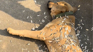 这土狗一看就很好相处