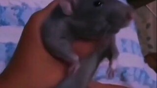 Tikus joget