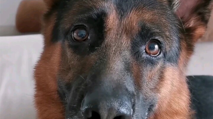 【เยอรมันเชพเพิร์ด】แล้วคุณล่ะคิดยังไง??