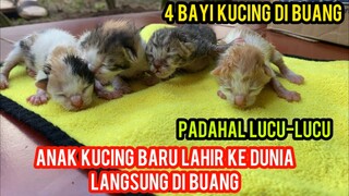 Biadab Anak Kucing Menangis Masih Bayi Di Buang Di Jalanan..!