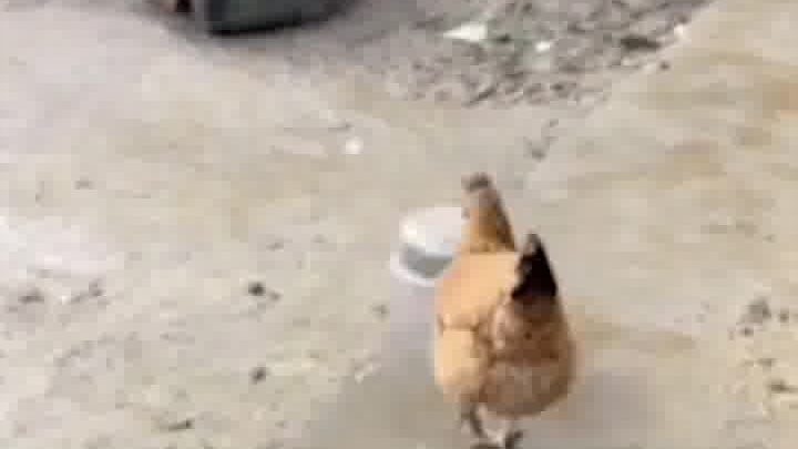 Brother Chicken, forget it, forget it!