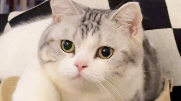 Thank you, little cat, you’re such a good person.