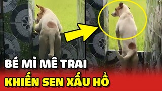 Cô chó tên Mì quá MÊ TRAI khiến con Sen XẤU HỔ 😂 | Yêu Lu