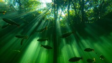 Seven Worlds One Planet_S01E03_South America