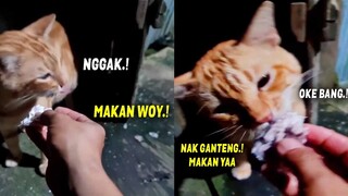 LUCU BANGET.! Kucing Oren Ini Gamau Makan Sebelum Dipuji Saat Live Tiktok Kucing Petani