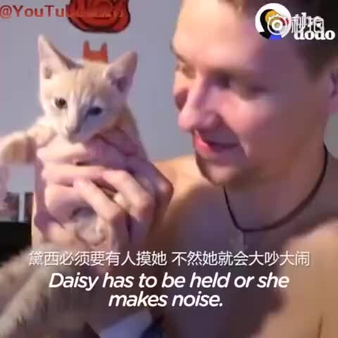 国外一只小奶猫非常喜欢被摸，如果不摸就大喊大叫，奶凶奶凶的~