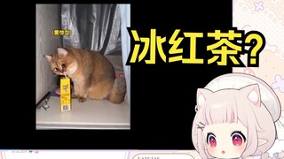 日本萝莉看《猫为了干饭 使用了洪荒之力》当场绷不住