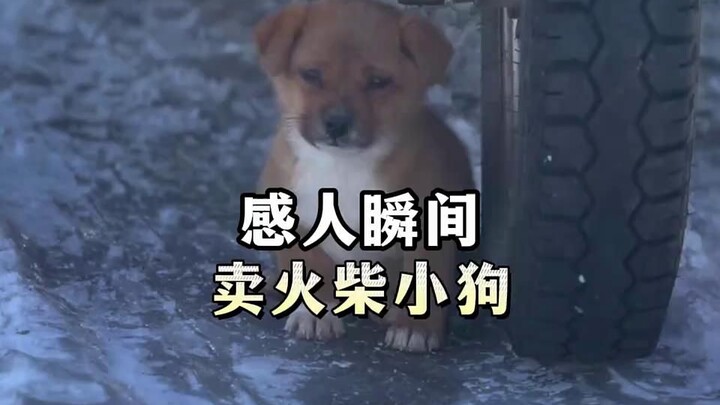 卖火柴的小狗狗在这个冬天遇见了心软的神