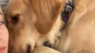 狗子犯错误后，一脸愧疚的和主人贴贴认错求原谅。这也太会了