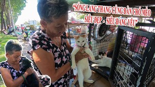 Khâm phục Cụ bà 70 tuổi Vô gia cư nhặt Chó Mèo hoang chăm sóc như Con trên xe đẩy đi khắp Sài Gòn