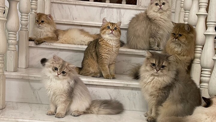Perincian Lengkap Aset Peternakan Kucing – Yuk Lihat Stok Kucing di Peternakan!