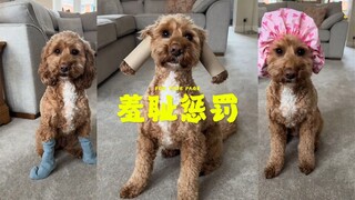 Apa pun yang anjing gigit sembarangan, kenakan saja itu padanya!