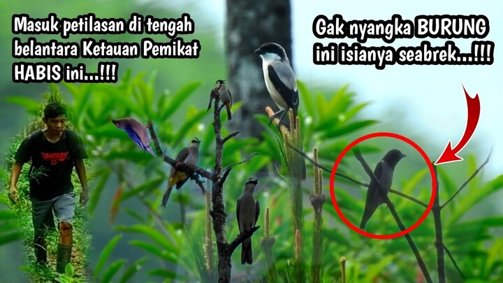 Mbolang di Petilasan hutan tak terjamah SEREM‼️Burungnya Buanyaaakk