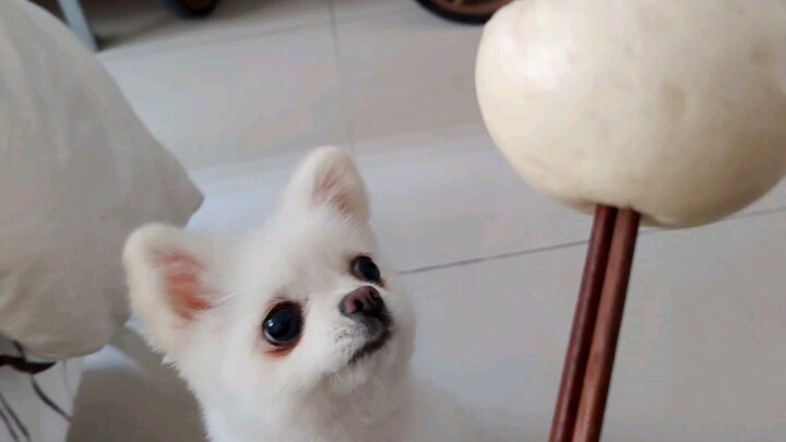 My dog loves steamed buns but hates dog food—what should I do?