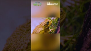 Ano ang cane toad at bubble frog? #shorts | Born to be Wild