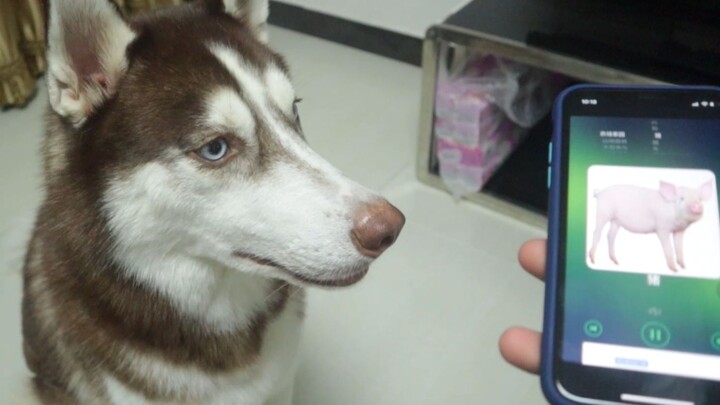 What happens when a Husky hears the sounds of different animals?