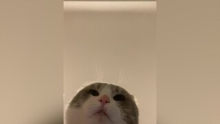 Kết nhạc đúng lúc ghê á 😆 cat meow NhacHayMoiNgay