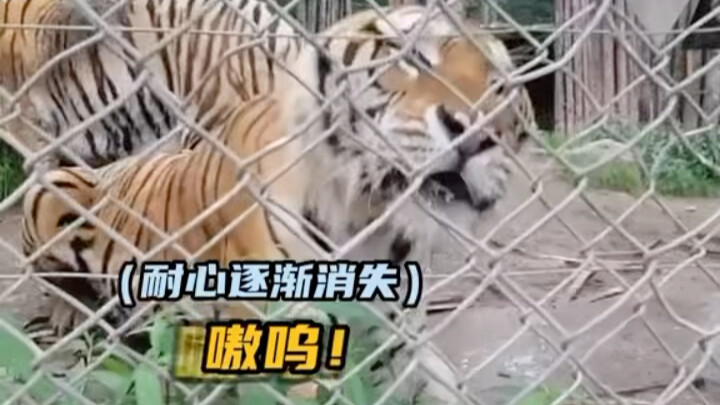 The contrast between a Siberian tiger encountering a baby potato and encountering a Northeast Chines