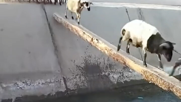 Walking the Tightrope