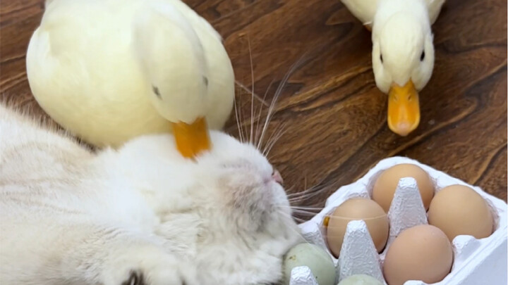 One egg a day—stepping aside, kitchen knife!