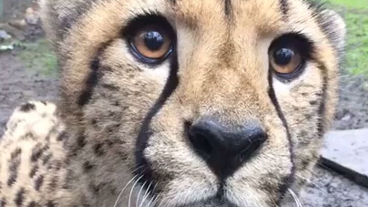 【Cheetah】Apa kamu ketakutan karena suaraku?