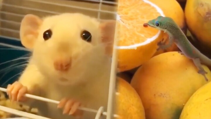 When you’re feeling anxious, just watch these adorable little animals to unwind! [Healing Animals Co