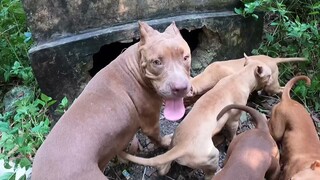 PitBull Max Cùng Đàn Em Truy Tìm Dấu Vết Con Mồi| Săn Bắt Ẩm Thực Vùng Cao