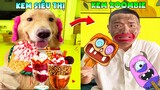 Thú Cưng Vlog | Tứ Mao Ham Ăn Đại Náo Bố #28 | Chó gâu đần thông minh vui nhộn | Smart dog funny pet