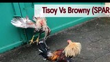 #Tisoy_8 mos (Bulik) vs #Browny_15 mos (Lemon) _ Papawis Next Warriors🤟🐓⛔️