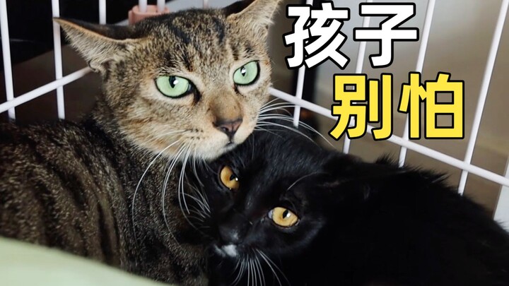 The mother cat, mistaking the rescuer for someone trying to take her kitten, clutches it tightly in 
