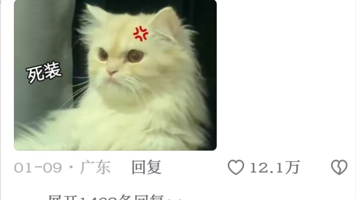 Mao Mao: “You fake innocent bitch, I’ll beat you up later!”