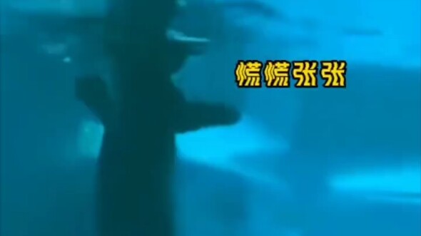 【Polar Bear Swimming】May Not Be as Peaceful as You See