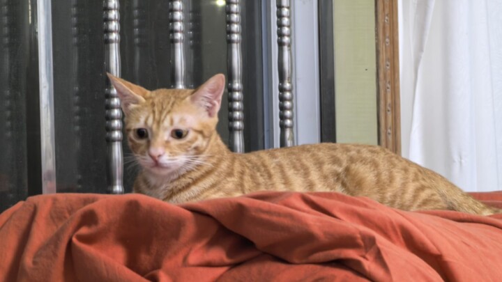 She’s been grinding her hips in front of me for three days straight—she’s clearly looking for a boyf