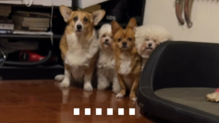 当我阳了后，我家狗的反应