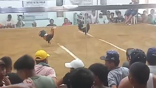 (hatch) 2x winner 🏆