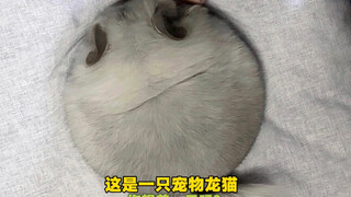 《Ini adalah hewan peliharaan chinchilla》Apakah Anda ingin memelihara satu?