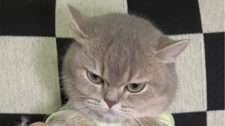 Mèo nhỏ ba cân, kẻ ngang ngạnh bốn cân