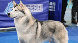 The first world champion Husky of 2024, Rocky, will compete at the Nanchang Championship Show on Jan