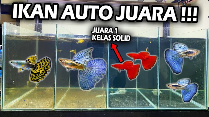 Cara Progres Ikan Guppy Kontes Biar Bisa Menang !!!
