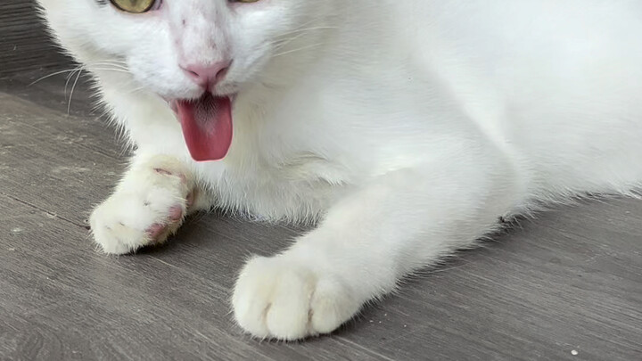 في أشد فترات الحرّ، تبرز مشكلة بيت القطط في الطابق الثاني بشكل واضح.