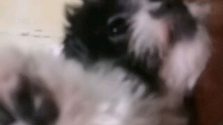 She Stares, She Waves Good bye