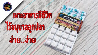 เพาะอาหารมีชีวิตไว้อนุบาลลูกปลากัดลูกปลาหางนกยูงได้ง่ายๆด้วยเจ้าอาร์ทีเมียคิตสไตล์korattv