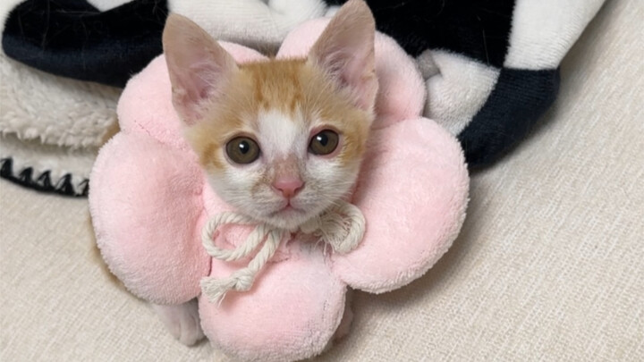 "Little Monkey and the Cute Kitten"