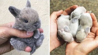 AWW SO CUTE! Cutest baby animals Videos Compilation Cute moment of the Animals - Cutest Animals #30