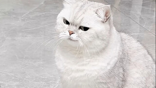 Kucing: Hei, apakah hati nuranimu tidak terasa sakit?