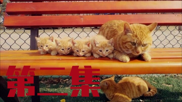 Bagaimana rasanya menemukan tiga ekor kucing oranye? Episode kedua telah tayang!